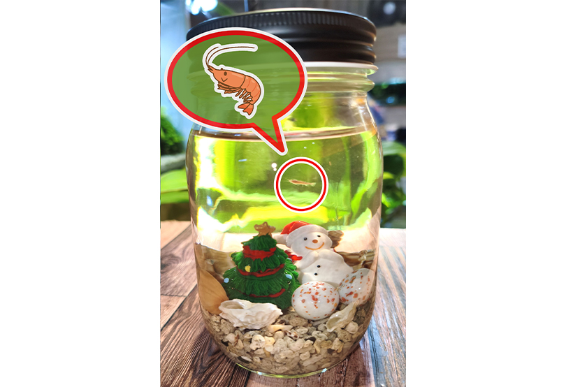 ホロホロシュリンプボトル クリスマスバージョン